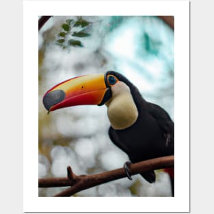 Toucan on branch Posters and Art